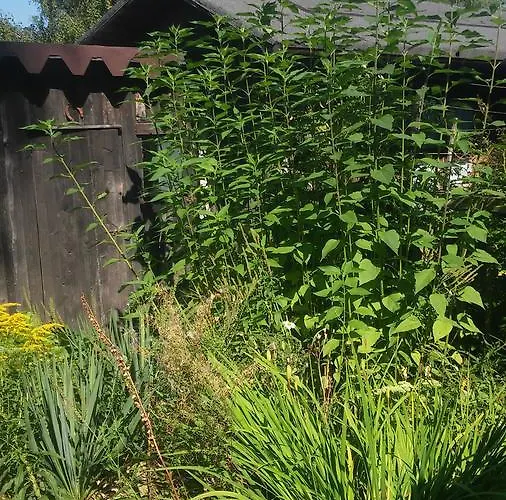 U Andrzeja, Parking W Cenie!! Homestay *